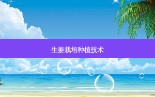 生姜栽培种植技术
