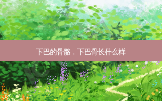 下巴的骨骼，下巴骨长什么样