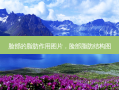 脸部的脂肪作用图片，脸部脂肪结构图
