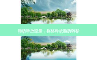 脂肪释放能量，框格释放脂肪转移